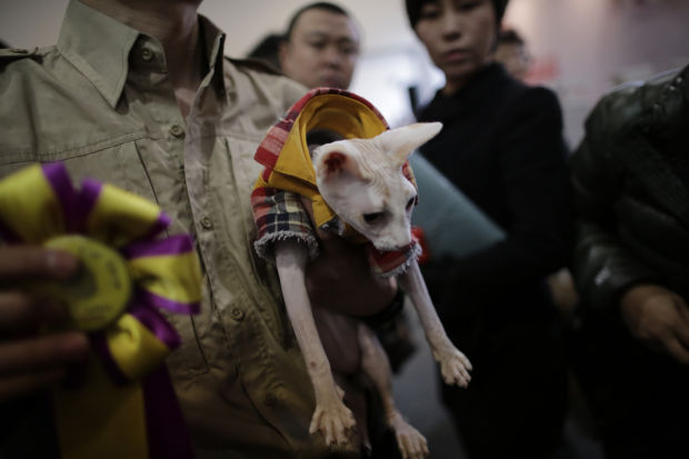 China Pet Fair